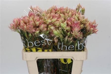 <h4>BLUSHING BRIDE BRIDAL PINK 6</h4>