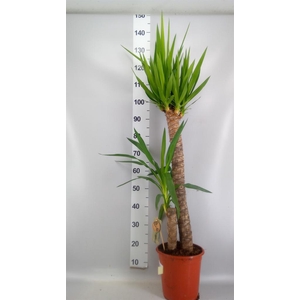 Yucca   ...