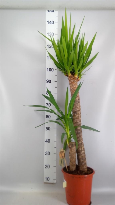 <h4>Yucca ...</h4>