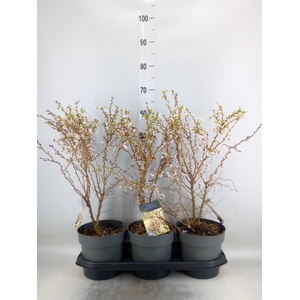 Prunus incisa 'Kojou-no-mai'