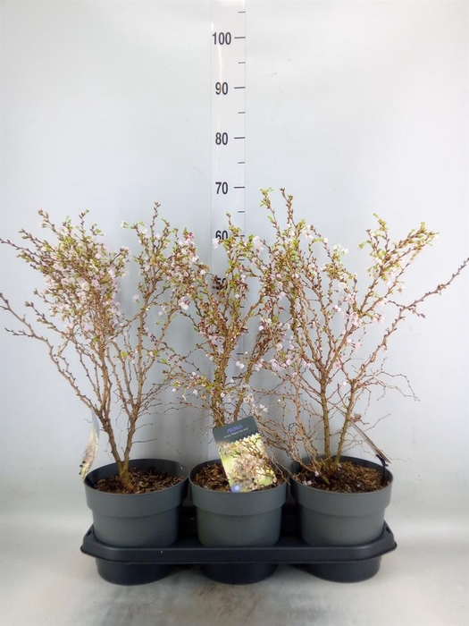 <h4>Prunus incisa 'Kojou-no-mai'</h4>