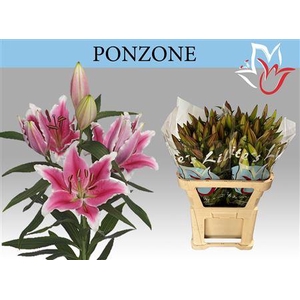 Li Or Ponzone 5+
