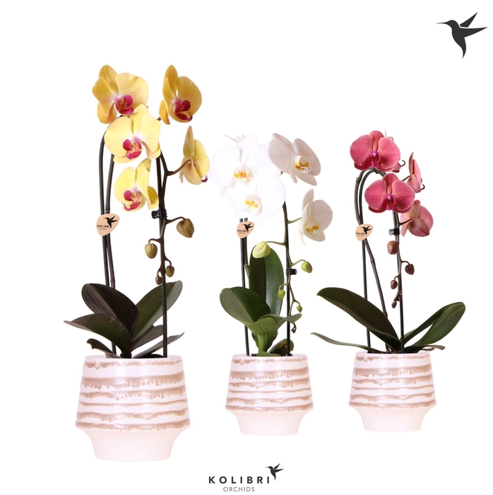 <h4>Kolibri Orchids Cascade Niagara Fall mix 1 spike in Moonstone pot white</h4>