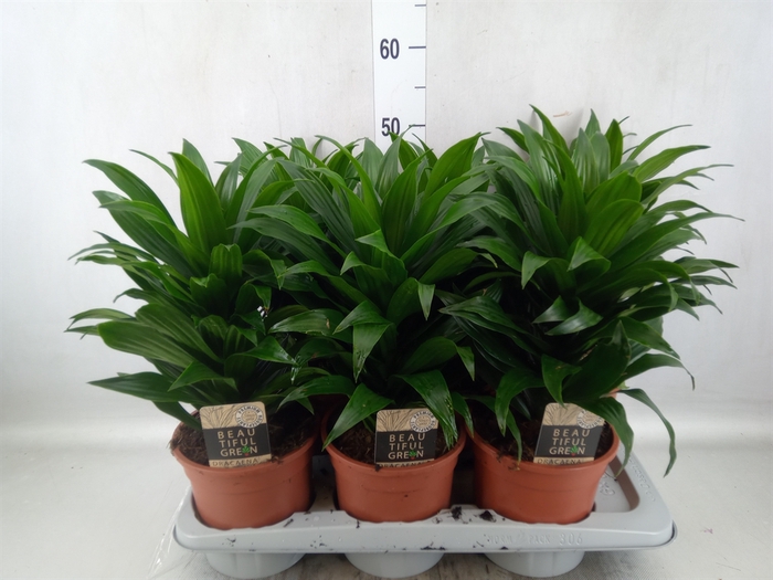 <h4>Dracaena frag. 'Compacta'</h4>