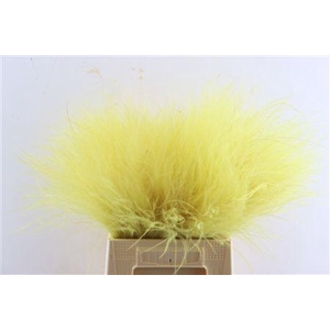 Dried Stypha Yellow(10 Toef) Bunch