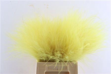 <h4>Dried Stypha Yellow(10 Toef) Bunch</h4>