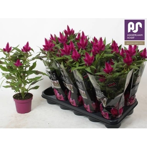 CEL DEEP PURPLE