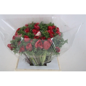 Anem Mistral Super Red