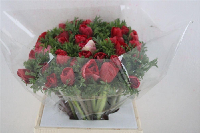 <h4>Anem Mistral Super Red</h4>