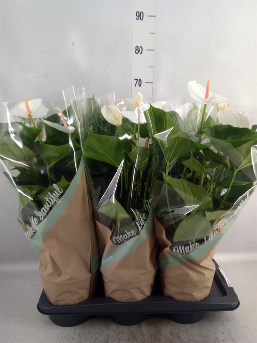 <h4>Anthurium andr. 'Success White'</h4>