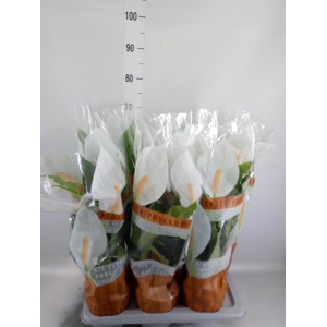 Spathiphyllum  'Sweet Chico'