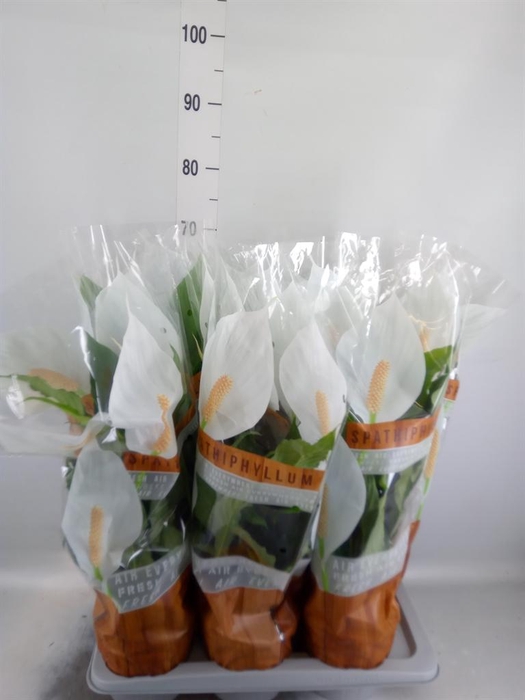 <h4>Spathiphyllum  'Sweet Chico'</h4>