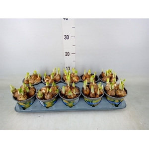 Narcissus  'Tete a tete'