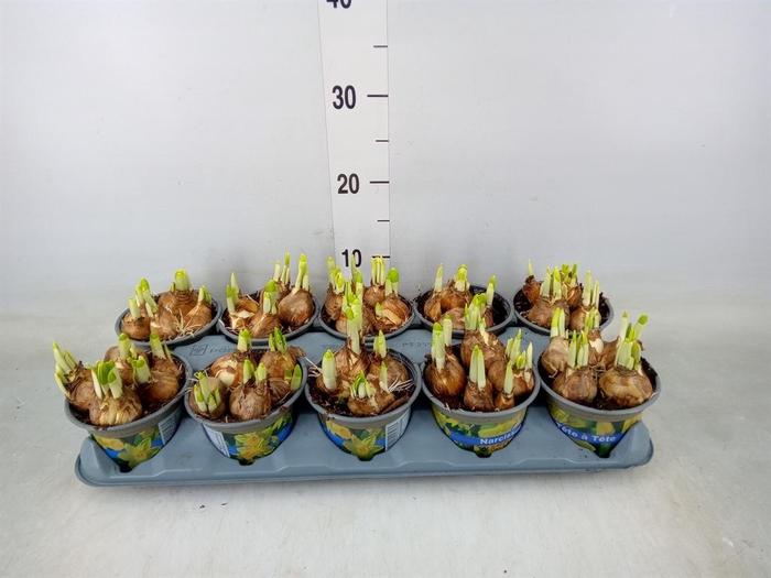 <h4>Narcissus  'Tete a tete'</h4>