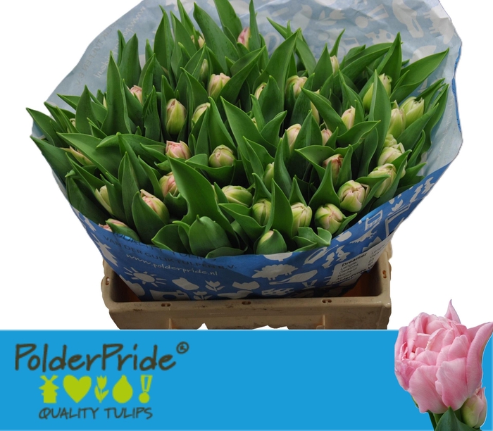 <h4>TU DU DREAMER</h4>