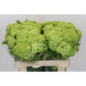 Viburnum Opulus Roseum