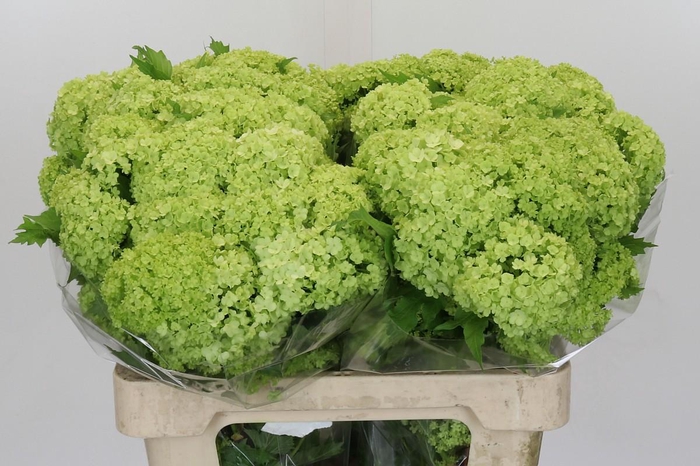 <h4>Viburnum Opulus Roseum</h4>