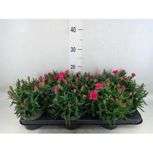 Dianthus  'Super Trouper Oscar'