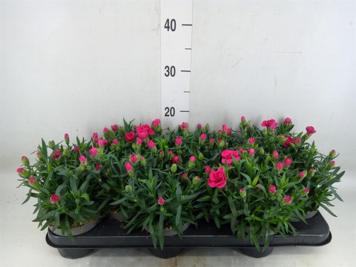 <h4>Dianthus  'Super Trouper Oscar'</h4>