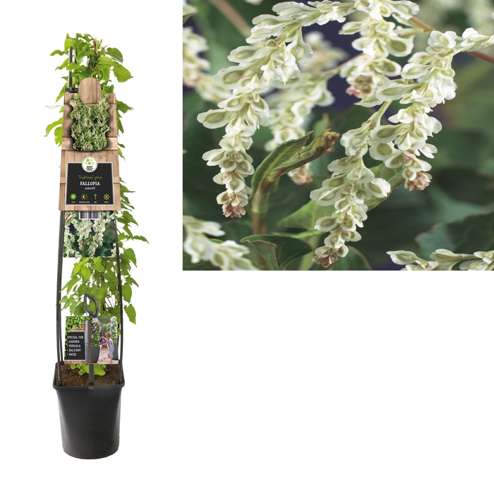 <h4>Fallopia aubertii +3.0 label</h4>
