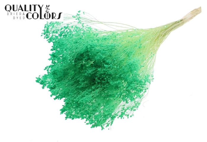 Broom Bloom p/bunch in poly Bleached Light Green