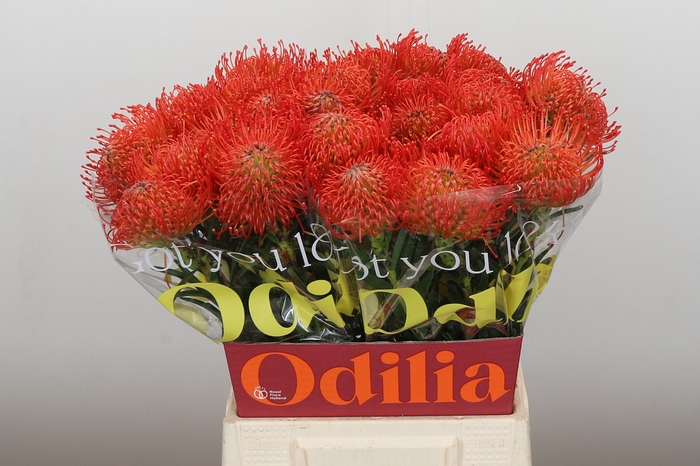 <h4>Nutans Succession</h4>