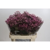 Limonium sinense Tiffany Diamond