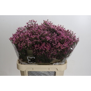 Limonium sinense Tiffany Diamond