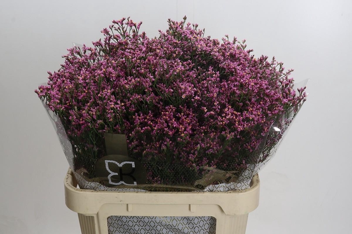 Limonium sinense Tiffany Diamond