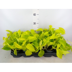 Epipremnum pinn. 'Golden Pothos'