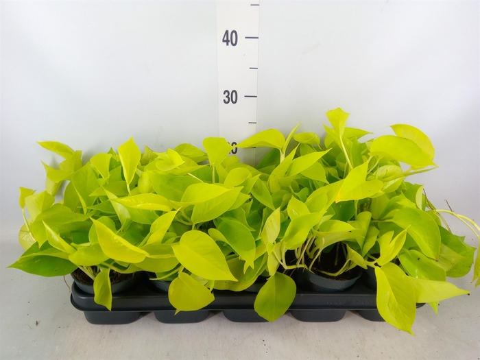 <h4>Epipremnum pinn. 'Golden Pothos'</h4>