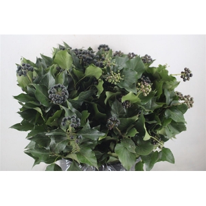 Hedera Berry 400gr P Bunch