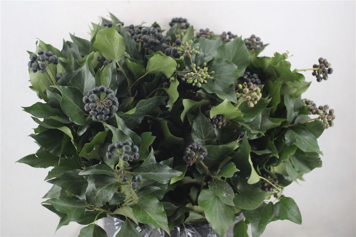 <h4>Hedera Berry 400gr P Bunch</h4>