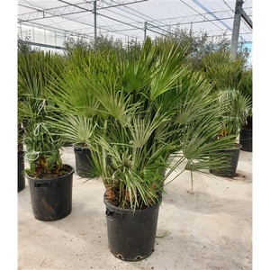 Chamaerops humilis