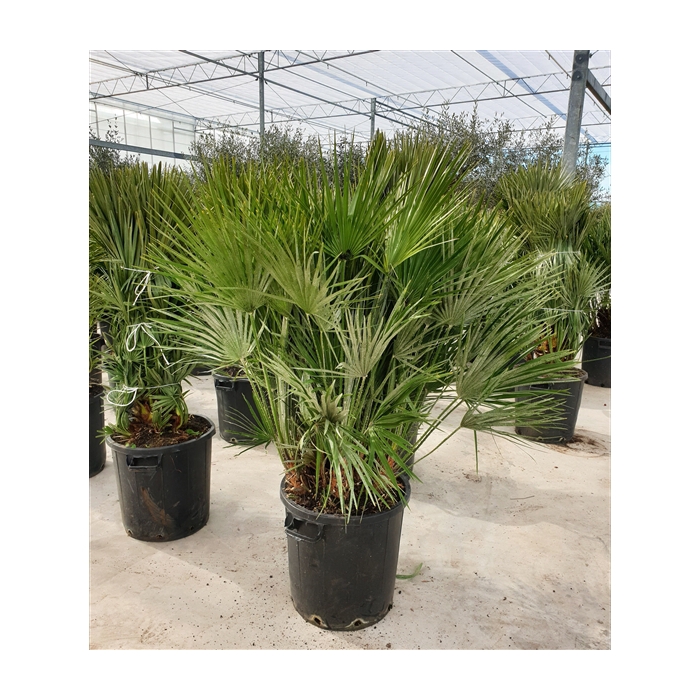 <h4>Chamaerops humilis</h4>