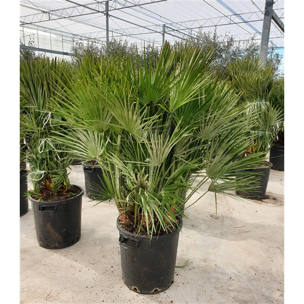 <h4>Chamaerops humilis</h4>