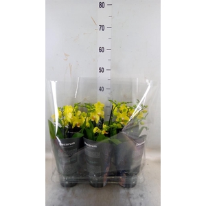 Phalaenopsis multi. 'Ant Albenga'