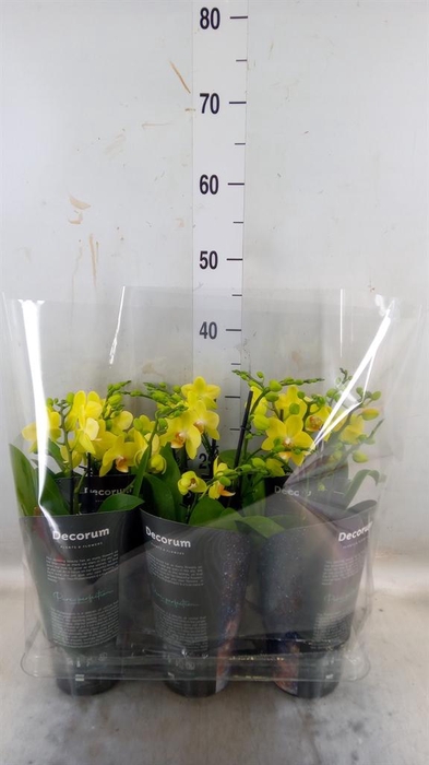 <h4>Phalaenopsis multi. 'Ant Albenga'</h4>