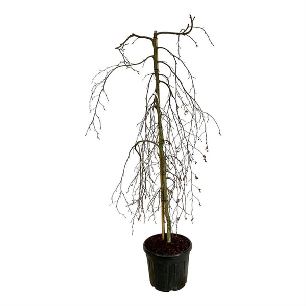 <h4>Fagus syl. 'Pendula'</h4>