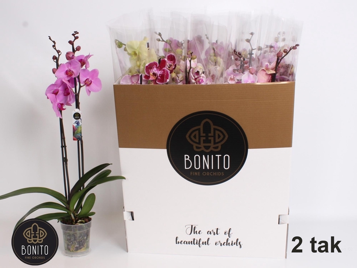 <h4>PHAL GEM 7 KL</h4>