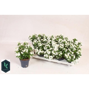 CATH SOIREE FR WHITE