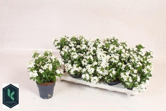 <h4>CATH SOIREE FR WHITE</h4>