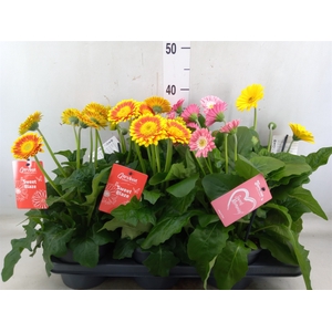 Gerbera  'Garvinea'   ...mix