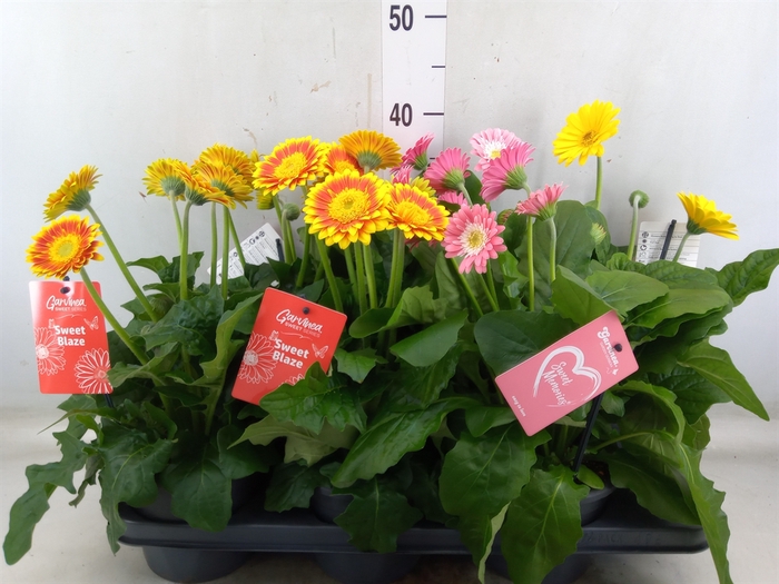 <h4>Gerbera  'Garvinea'   ...mix</h4>
