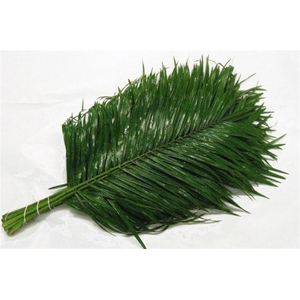 Phoenix Roebelinii Blad