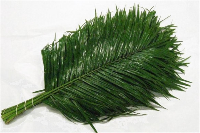 <h4>Phoenix Roebelinii Blad</h4>