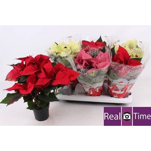 EUPH POINSETTIA MIX P13 5+