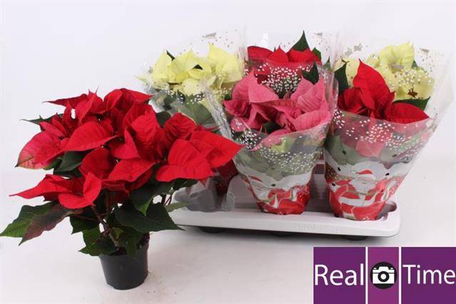 <h4>EUPH POINSETTIA MIX P13 5+</h4>