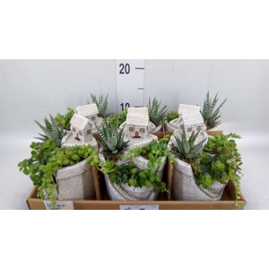 Arr.   Kamerplant Groen L%