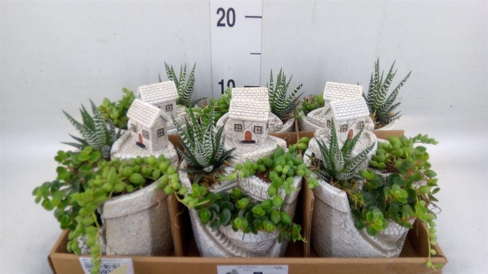 <h4>Arr.   Kamerplant Groen L%</h4>